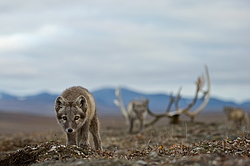 ����� (Alopex lagopus), ������� ����� ���� � �������� ���� �����������. ������ ��������, ������