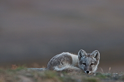 ����� (Alopex lagopus), ������� ����� ���� � �������� ���� �����������. ������ ��������, ������