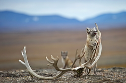 ����� (Alopex lagopus), ������� ����� ���� � �������� ���� �����������. ������ ��������, ������