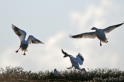 ����� ���� (Anser caerulescens), �������. ������ ��������, ������