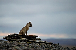 ����� (Alopex lagopus), ������� ����� ���� � �������� ���� �����������. ������ ��������, ������