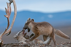 ����� (Alopex lagopus), ������� ����� ���� � �������� ���� �����������. ������ ��������, ������