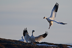 ����� ���� (Anser caerulescens) ������ ��������, ������