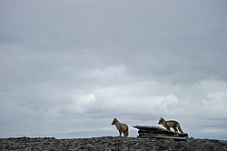 ����� (Alopex lagopus), ������� ����� ���� � �������� ���� �����������. ������ ��������, ������
