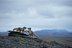 ����� (Alopex lagopus), ������� ����� ���� � �������� ���� �����������. ������ ��������, ������
