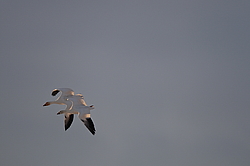����� ���� (Anser caerulescens) ������ ��������, ������