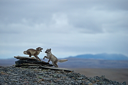 ����� (Alopex lagopus), ������� ����� ���� � �������� ���� �����������. ������ ��������, ������