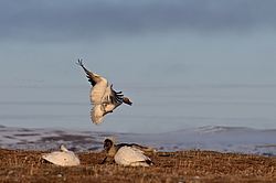 ����� (Alopex lagopus) �� ������� ����� ����� (����� ���� - Anser caerulescens). ���������� ������ ��������, ������