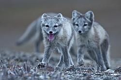 ����� (Alopex lagopus), ������� ����� ���� � �������� ���� �����������. ������ ��������, ������