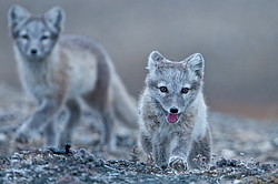 ����� (Alopex lagopus), ������� ����� ���� � �������� ���� �����������. ������ ��������, ������