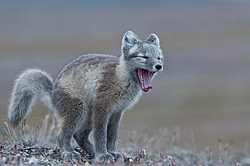 ����� (Alopex lagopus), ������� ����� ���� � �������� ���� �����������. ������ ��������, ������