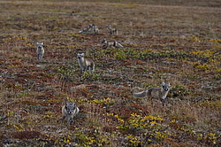 ����� (Alopex lagopus), ������� ����� ���� � �������� ���� �����������. ������ ��������, ������