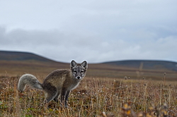 ����� (Alopex lagopus), ������� ����� ���� � �������� ���� �����������. ������ ��������, ������