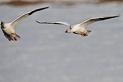 ����� ���� (Anser caerulescens) ������ ��������, ������