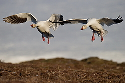 ����� ���� (Anser caerulescens) ������ ��������, ������