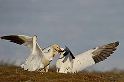 ����� ���� (Anser caerulescens) ������ ��������, ������