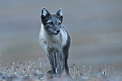 ����� (Alopex lagopus), ������� ����� ���� � �������� ���� �����������. ������ ��������, ������