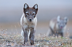 ����� (Alopex lagopus), ������� ����� ���� � �������� ���� �����������. ������ ��������, ������