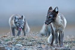 ����� (Alopex lagopus), ������� ����� ���� � �������� ���� �����������. ������ ��������, ������