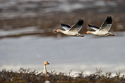 ����� ���� (Anser caerulescens) ������ ��������, ������