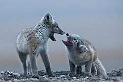 ����� (Alopex lagopus), ������� ����� ���� � �������� ���� �����������. ������ ��������, ������