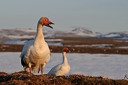 ����� ���� (Anser caerulescens) ������ ��������, ������
