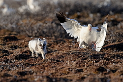 ����� (Alopex lagopus) �� ������� ����� ����� (����� ���� - Anser caerulescens). ���������� ������ ��������, ������