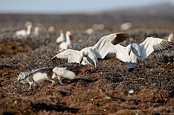 ����� (Alopex lagopus) �� ������� ����� ����� (����� ���� - Anser caerulescens). ���������� ������ ��������, ������