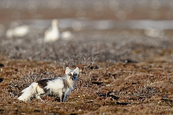 ����� (Alopex lagopus) ������ ��������, ������