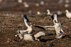 ����� (Alopex lagopus) �� ������� ����� ����� (����� ���� - Anser caerulescens). ���������� ������ ��������, ������