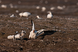 ����� (Alopex lagopus) �� ������� ����� ����� (����� ���� - Anser caerulescens). ���������� ������ ��������, ������