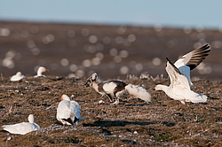 ����� (Alopex lagopus) �� ������� ����� ����� (����� ���� - Anser caerulescens). ���������� ������ ��������, ������