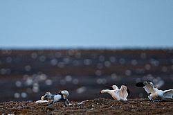 ����� (Alopex lagopus) �� ������� ����� ����� (����� ���� - Anser caerulescens). ���������� ������ ��������, ������