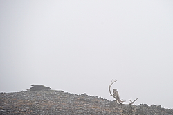 ����� (Alopex lagopus), ������� ����� ���� � �������� ���� �����������. ������ ��������, ������