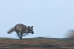 ����� (Alopex lagopus), ������� ����� ���� � �������� ���� �����������. ������ ��������, ������