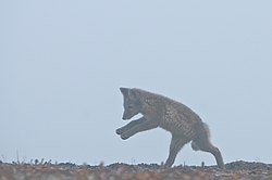 ����� (Alopex lagopus), ������� ����� ���� � �������� ���� �����������. ������ ��������, ������