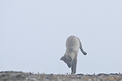 ����� (Alopex lagopus), ������� ����� ���� � �������� ���� �����������. ������ ��������, ������