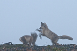 ����� (Alopex lagopus), ������� ����� ���� � �������� ���� �����������. ������ ��������, ������
