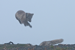 ����� (Alopex lagopus), ������� ����� ���� � �������� ���� �����������. ������ ��������, ������