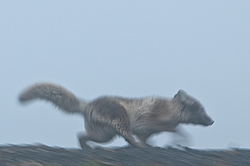 ����� (Alopex lagopus), ������� ����� ���� � �������� ���� �����������. ������ ��������, ������