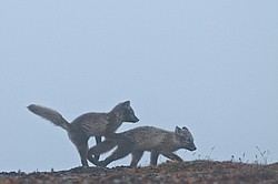 ����� (Alopex lagopus), ������� ����� ���� � �������� ���� �����������. ������ ��������, ������