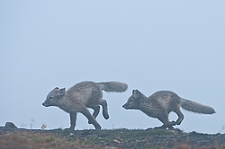 ����� (Alopex lagopus), ������� ����� ���� � �������� ���� �����������. ������ ��������, ������