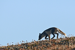 ����� (Alopex lagopus) ������ ��������, ������