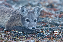 ����� (Alopex lagopus), ������� ����� ���� � �������� ���� �����������. ������ ��������, ������