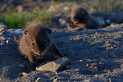 ����� (Alopex lagopus), �����. ������ ��������, ������