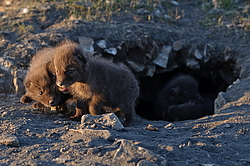 ����� (Alopex lagopus), �����. ������ ��������, ������