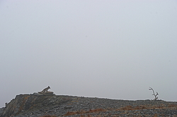 ����� (Alopex lagopus), ������� ����� ���� � �������� ���� �����������. ������ ��������, ������