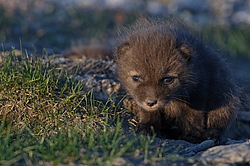 ����� (Alopex lagopus), �����. ������ ��������, ������