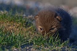 ����� (Alopex lagopus), �����. ������ ��������, ������