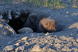 ����� (Alopex lagopus), �����. ������ ��������, ������